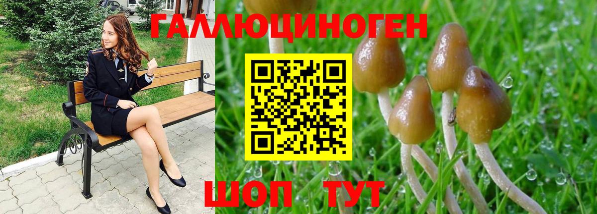 Галлюциногенные грибы Psilocybine cubensis Ахтубинск